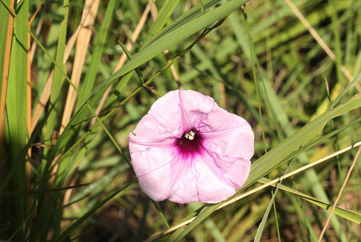 Ipomoea barteri var. barteri