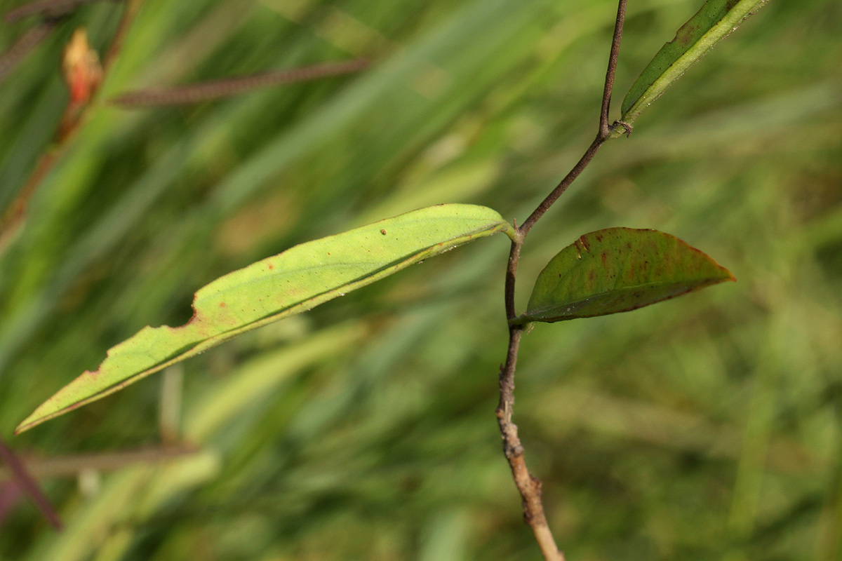 Ipomoea barteri var. barteri