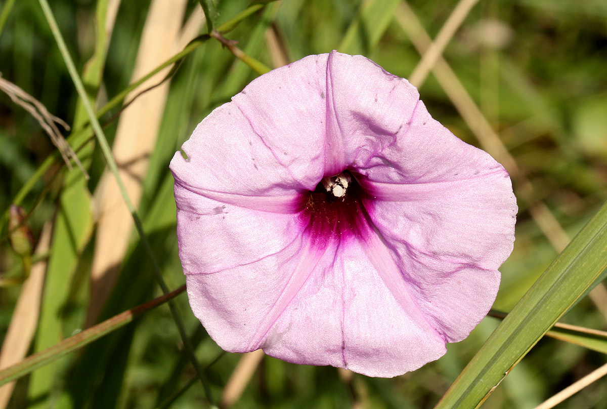 Ipomoea barteri var. barteri