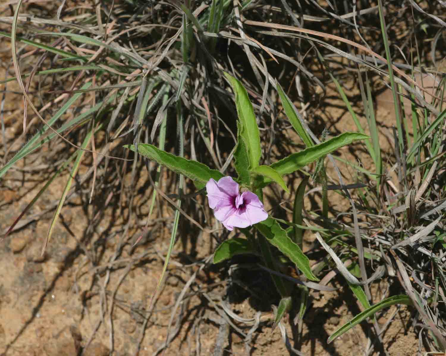 Ipomoea blepharophylla