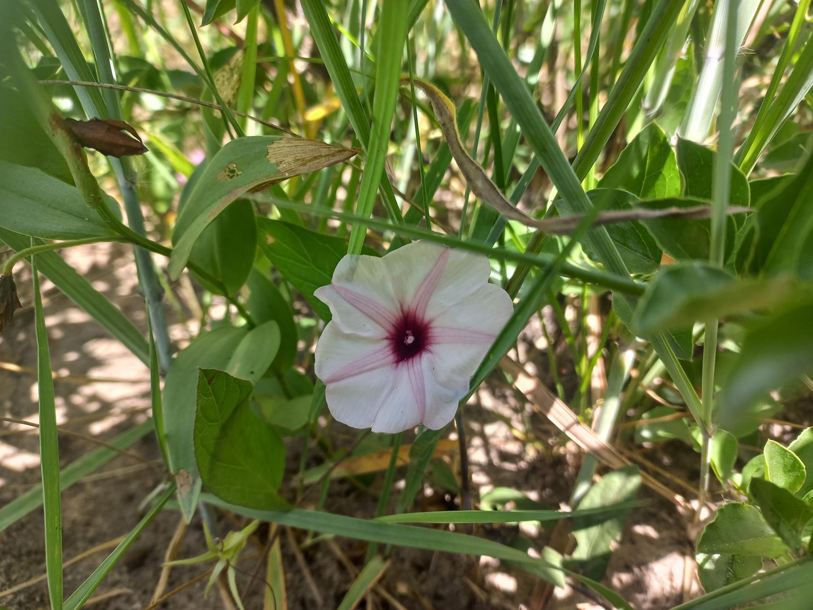 Ipomoea blepharophylla