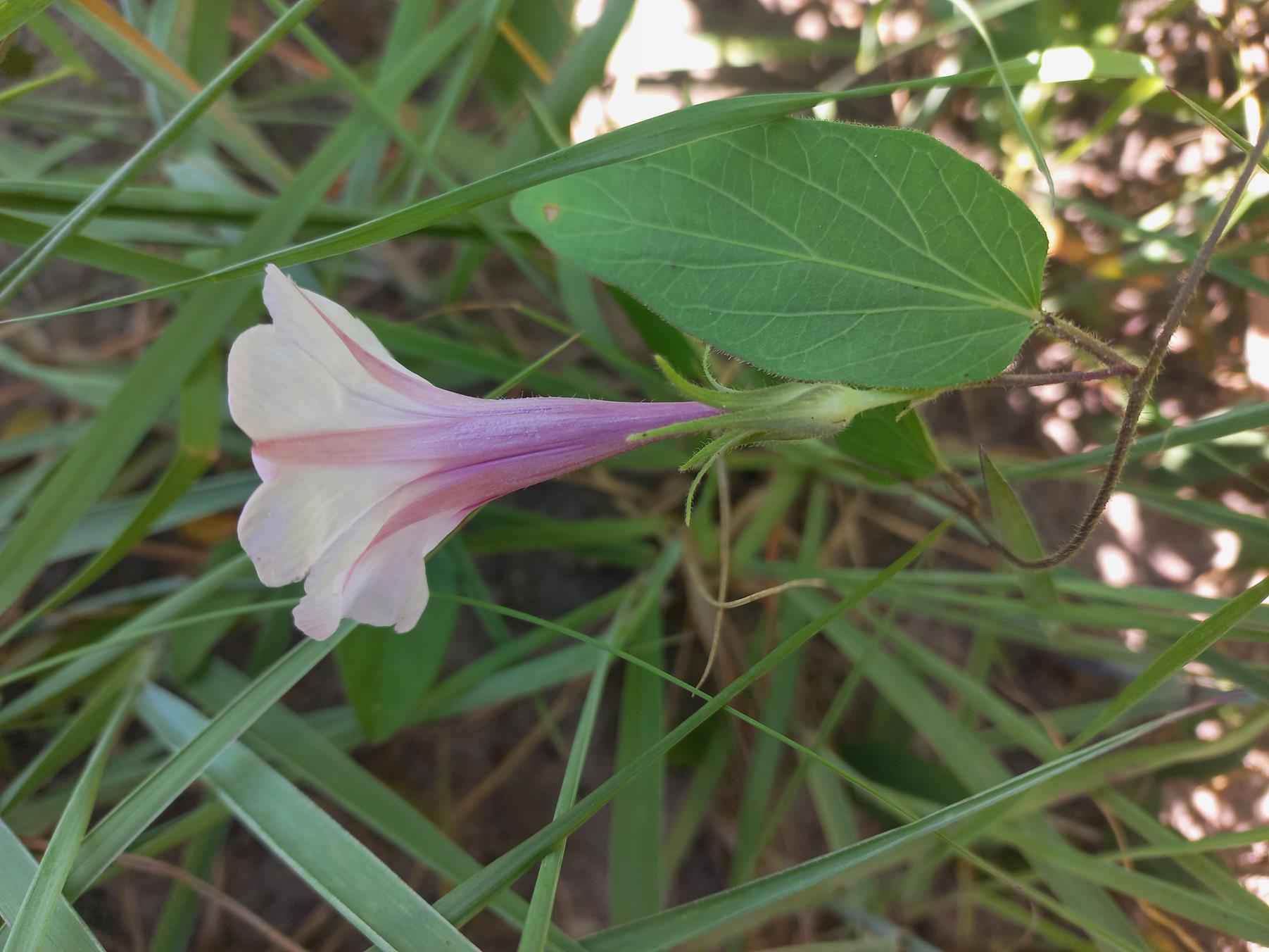 Ipomoea blepharophylla