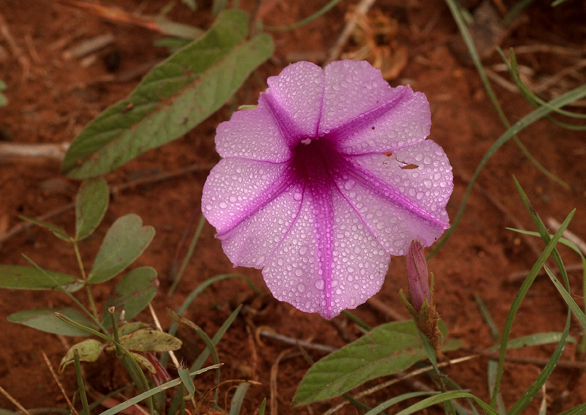 Ipomoea blepharophylla