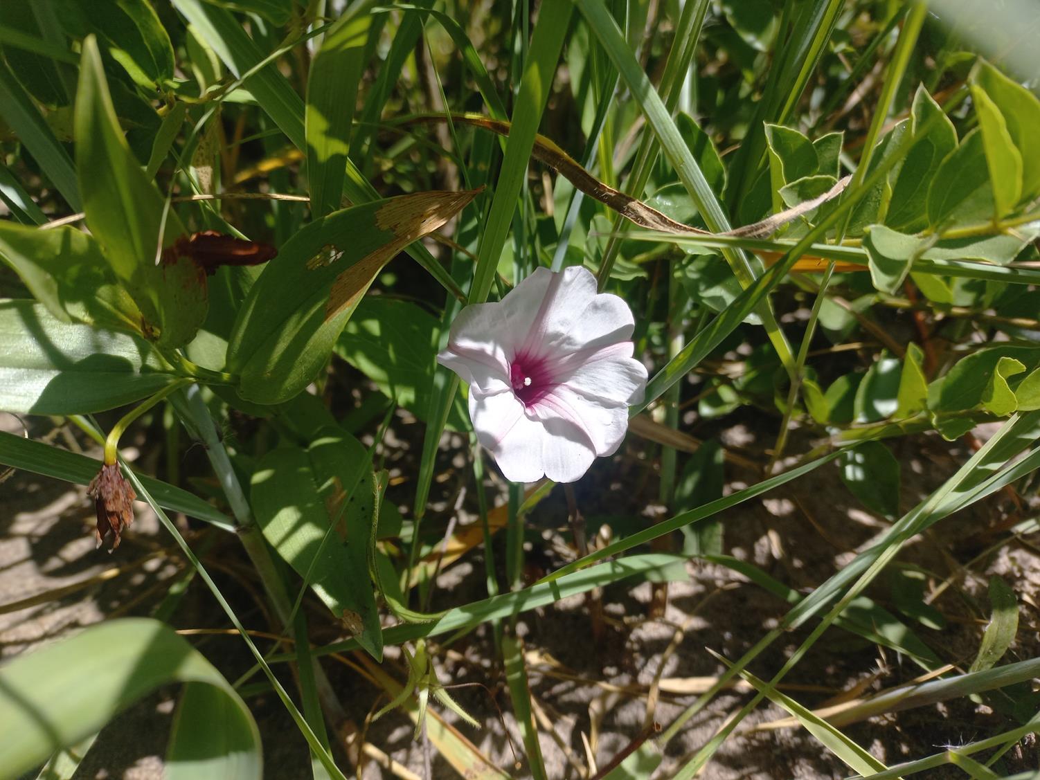Ipomoea blepharophylla