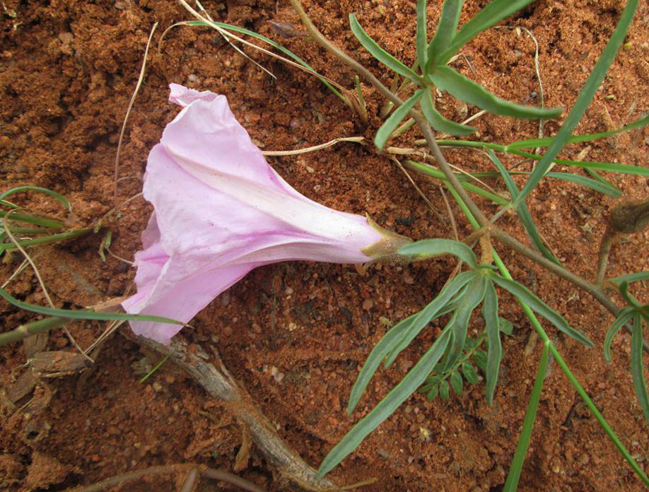 Ipomoea bolusiana