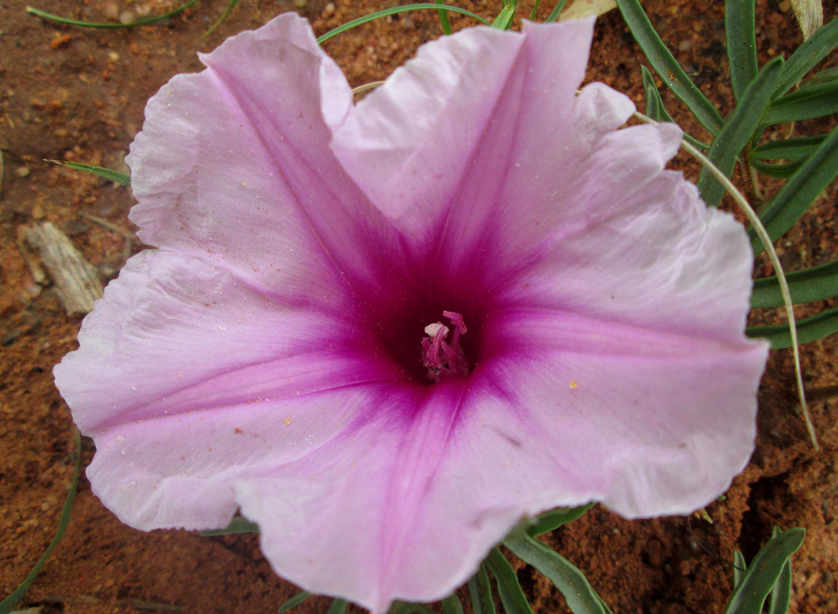 Ipomoea bolusiana