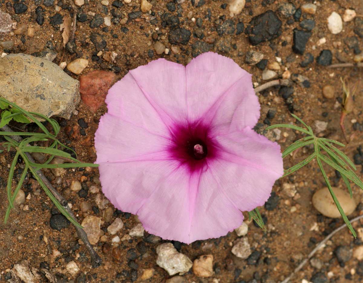 Ipomoea bolusiana Ipomoea bolusiana