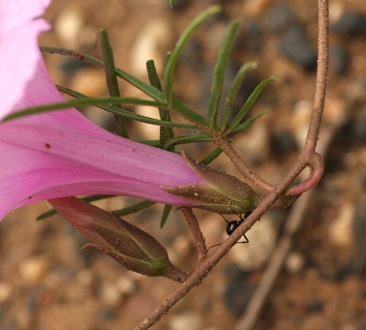Ipomoea bolusiana