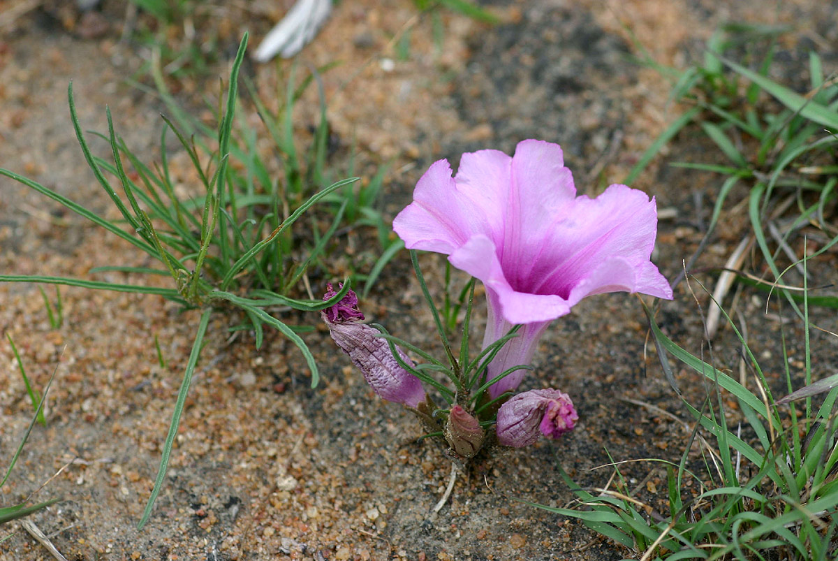 Ipomoea bolusiana