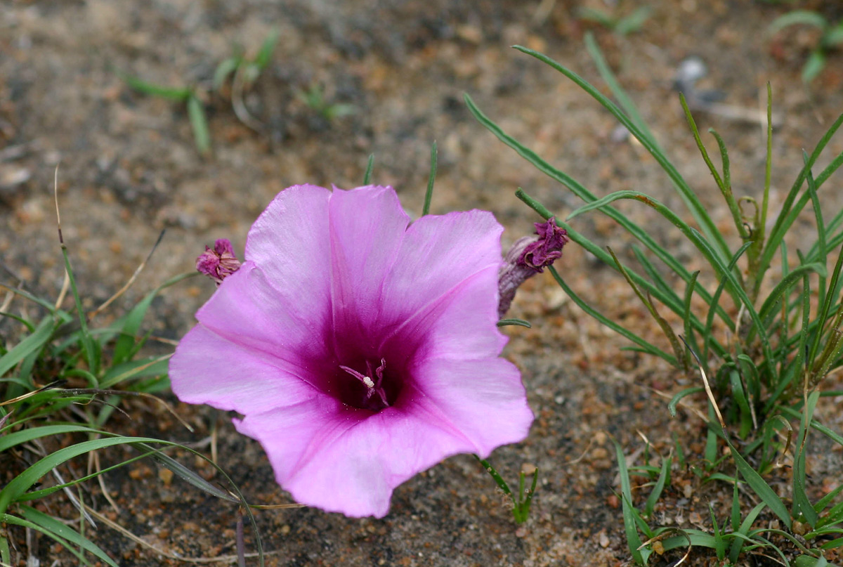 Ipomoea bolusiana