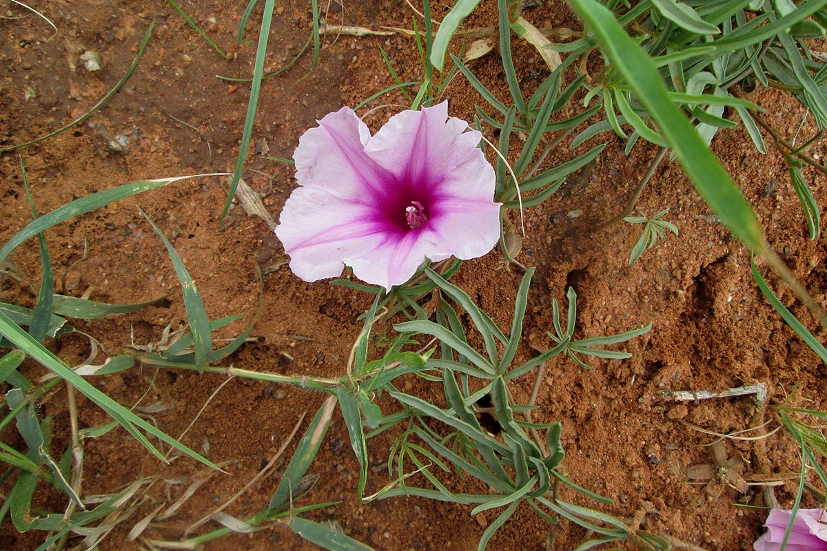 Ipomoea bolusiana Ipomoea bolusiana