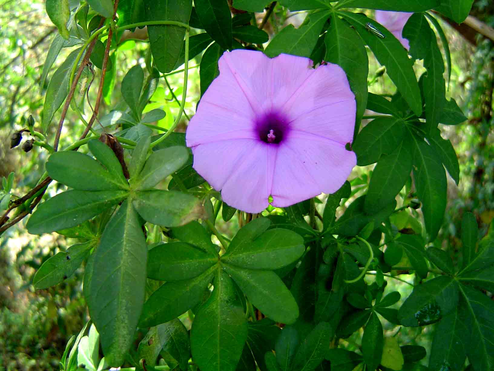 Ipomoea cairica var. cairica