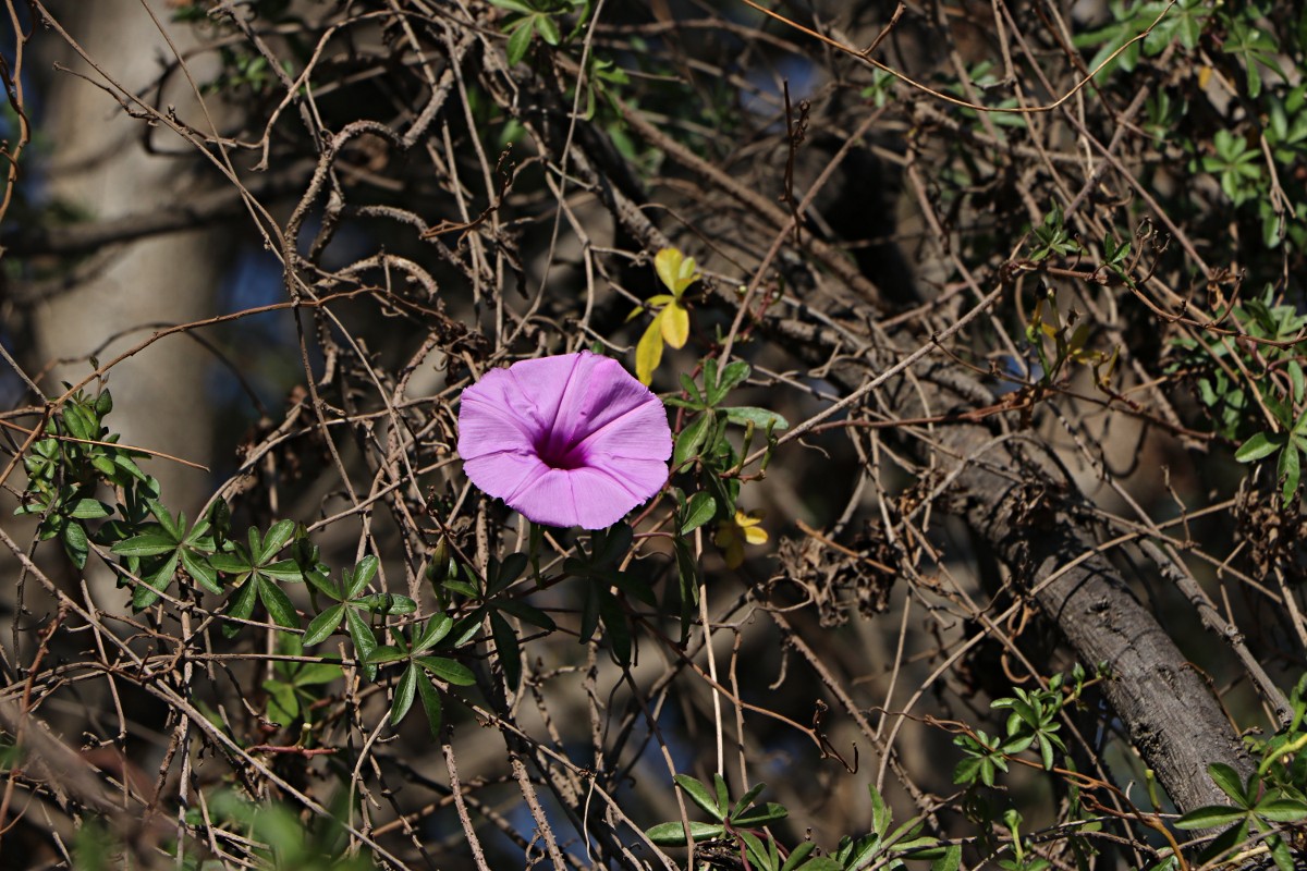 Ipomoea cairica var. cairica