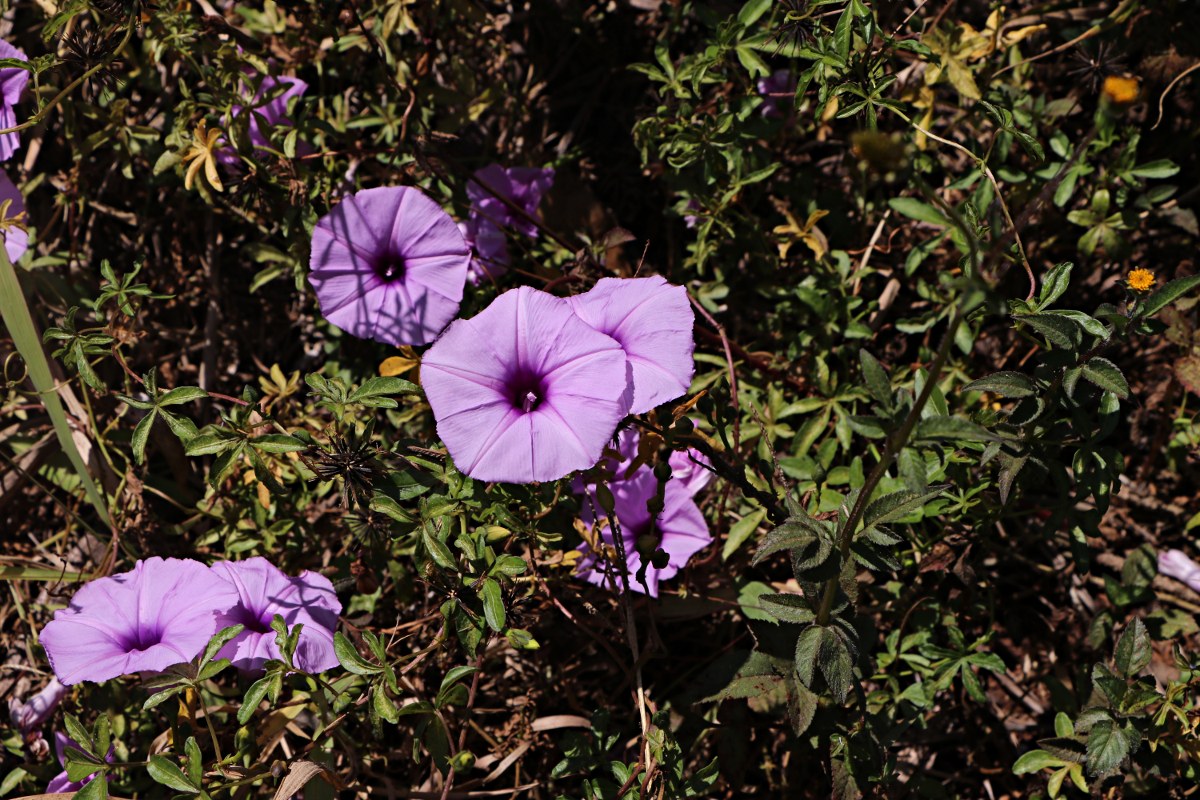 Ipomoea cairica var. cairica