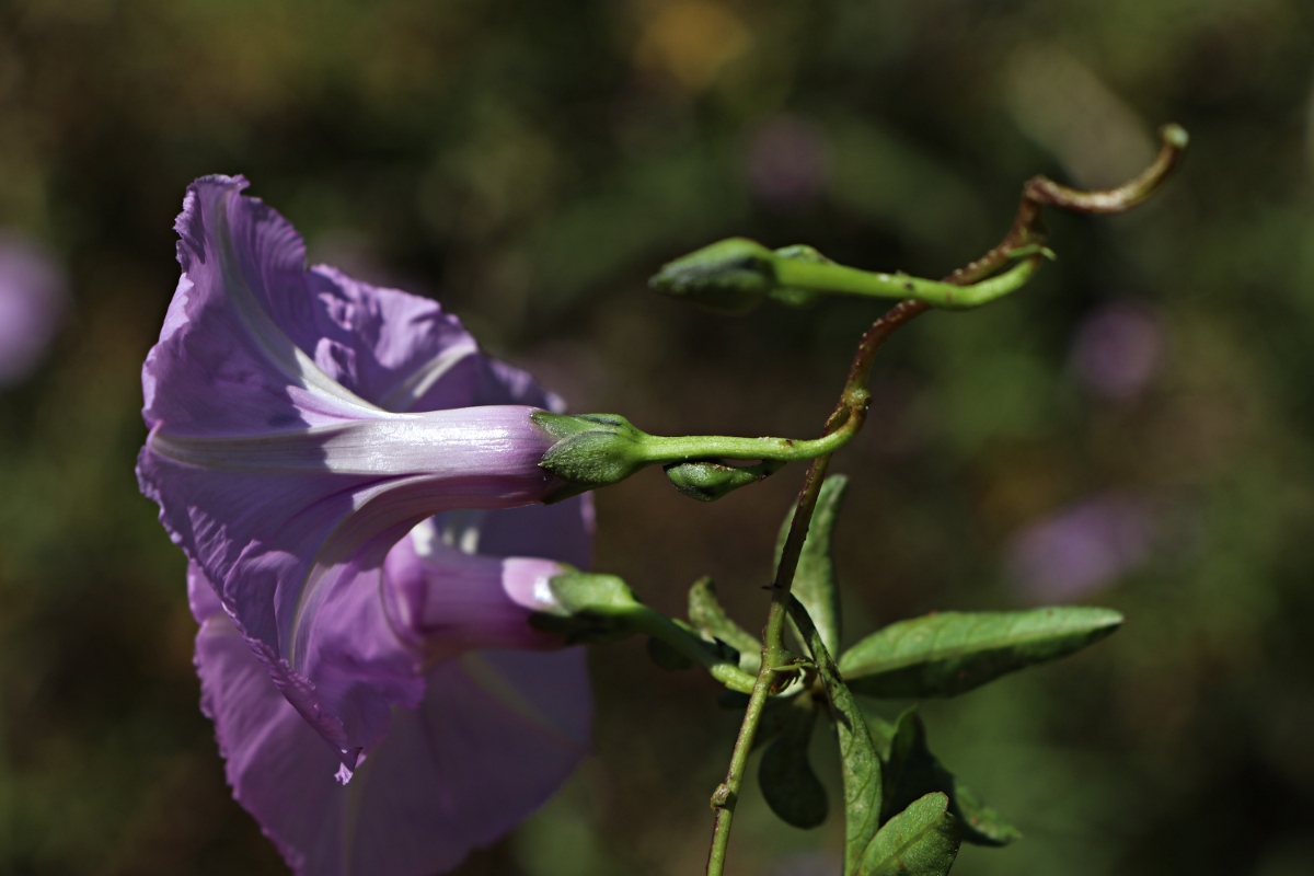 Ipomoea cairica var. cairica