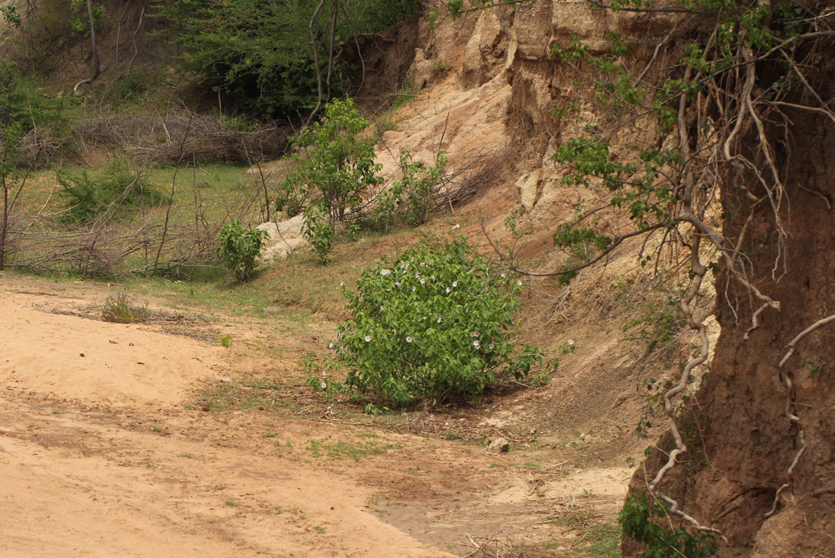 Ipomoea carnea subsp. fistulosa