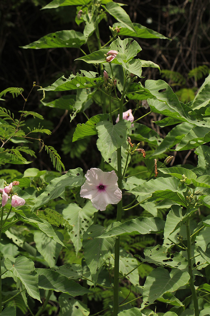 Ipomoea carnea subsp. fistulosa Ipomoea carnea subsp. fistulosa