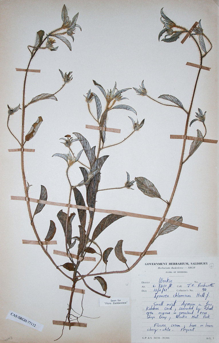 Ipomoea chloroneura Ipomoea chloroneura