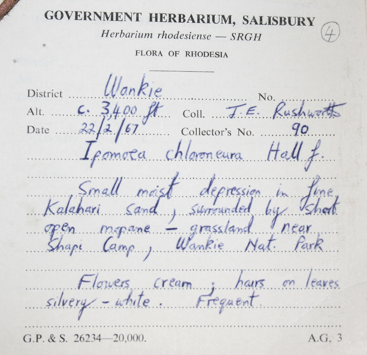 Ipomoea chloroneura Ipomoea chloroneura