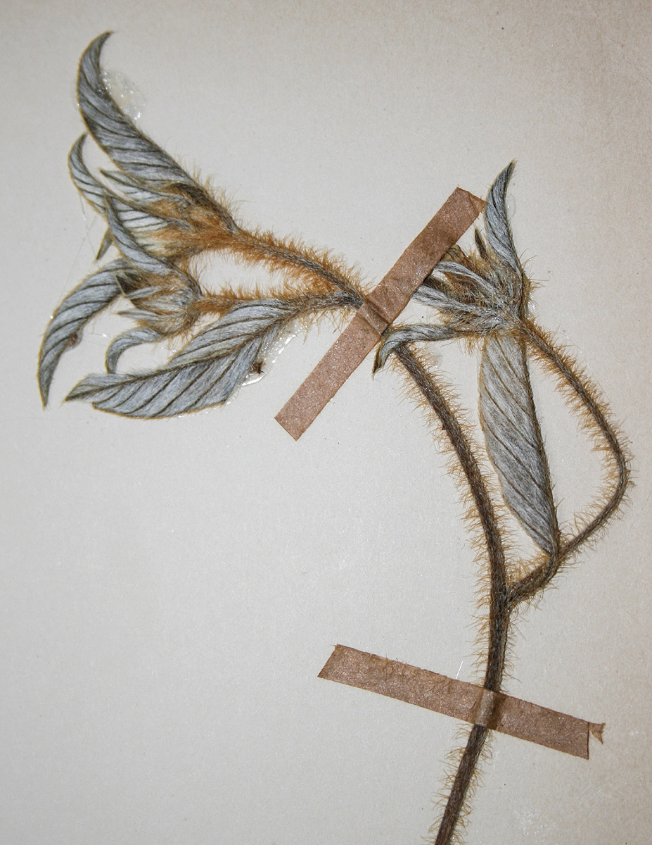 Ipomoea chloroneura Ipomoea chloroneura