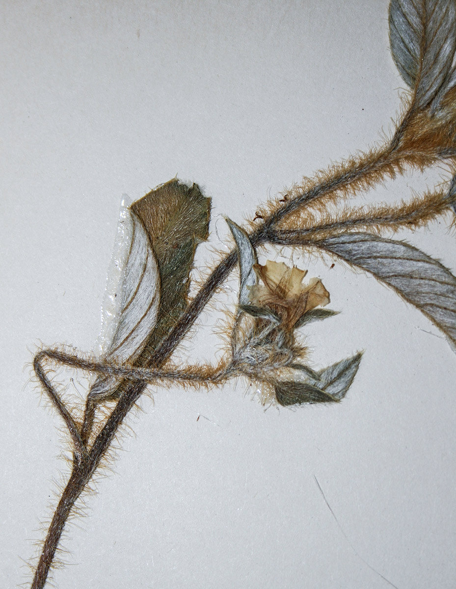 Ipomoea chloroneura Ipomoea chloroneura