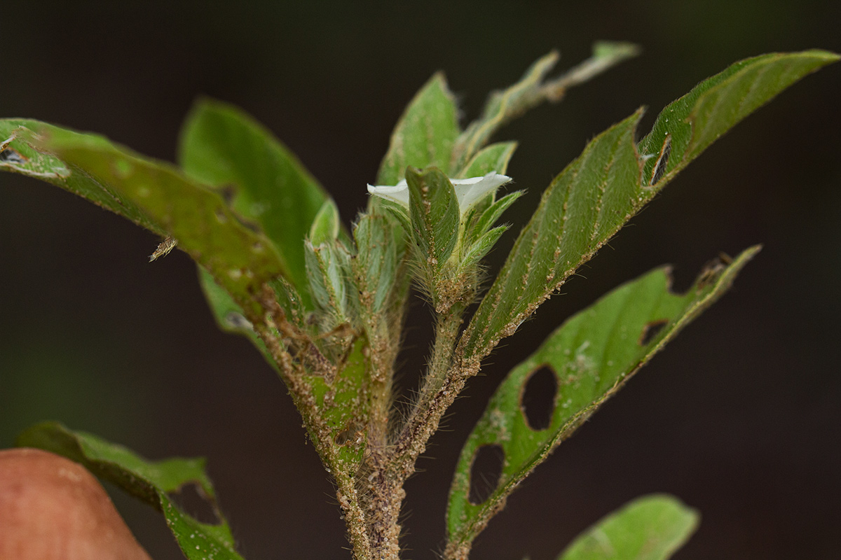 Ipomoea chloroneura