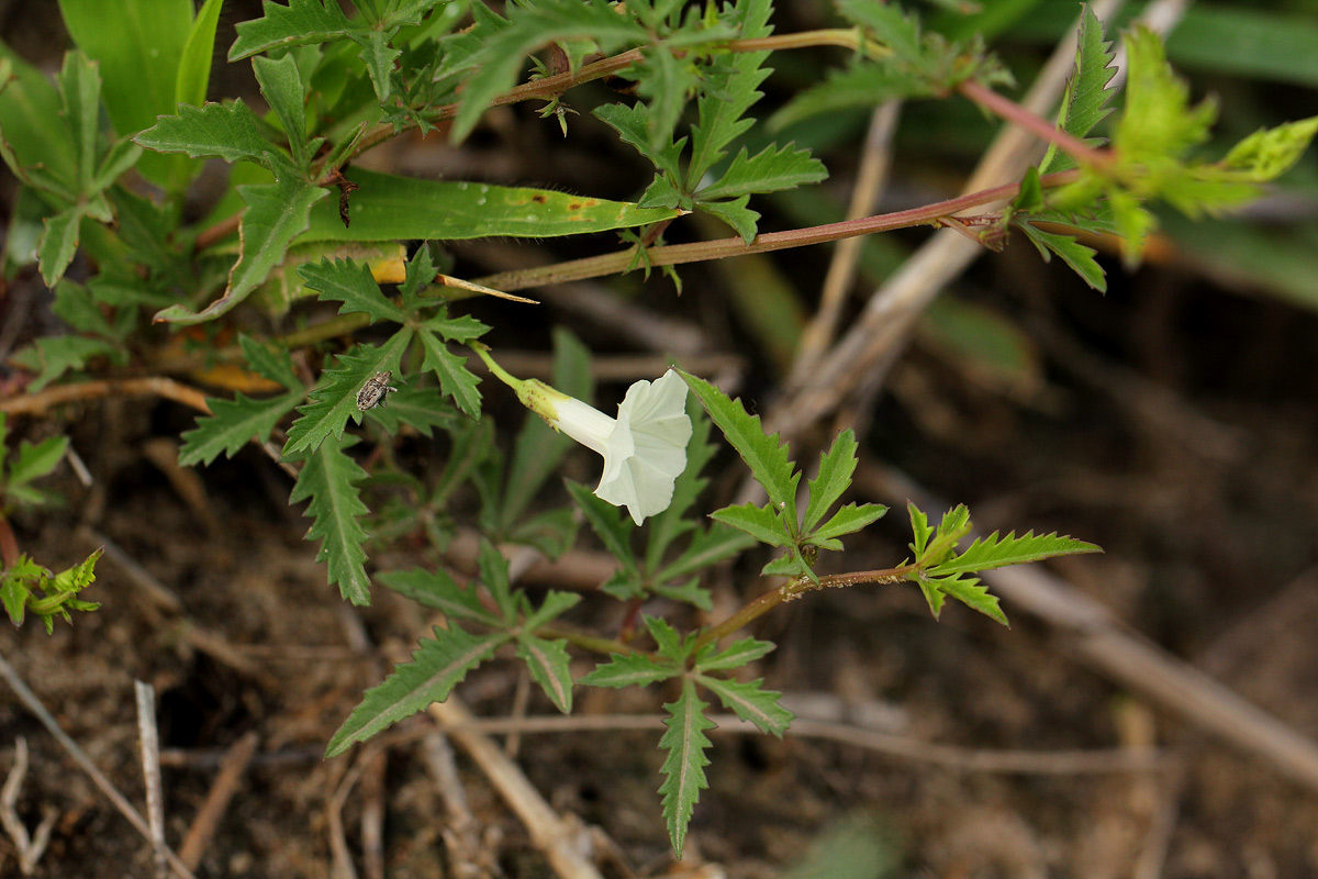 Ipomoea coptica var. coptica