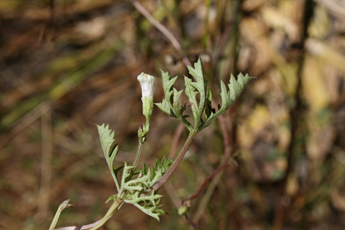 Ipomoea coptica var. coptica