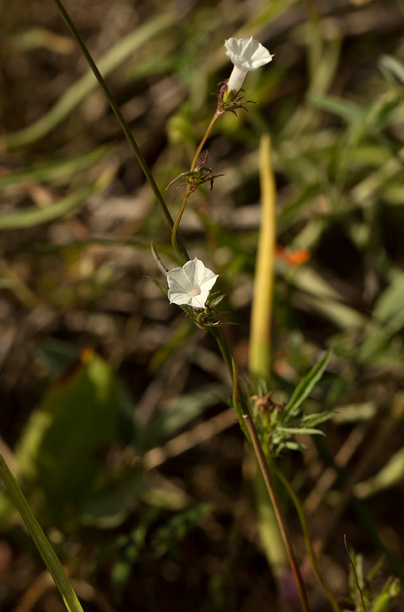 Ipomoea coptica var. coptica Ipomoea coptica var. coptica