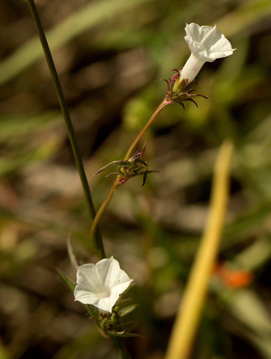 Ipomoea coptica var. coptica