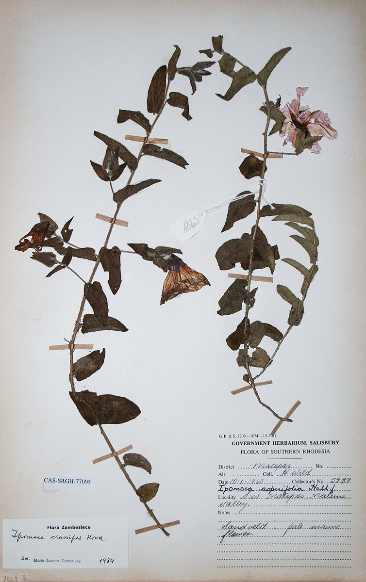 Ipomoea crassipes var. crassipes