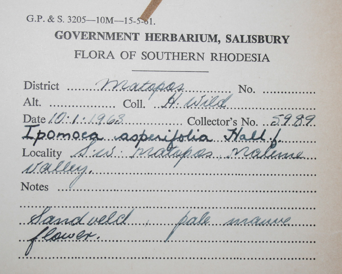 Ipomoea crassipes var. crassipes