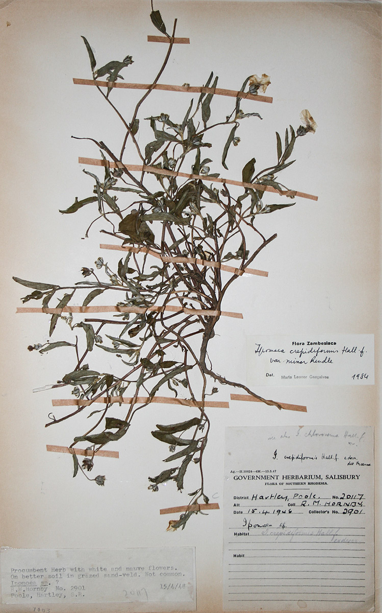 Ipomoea crepidiformis var. minor