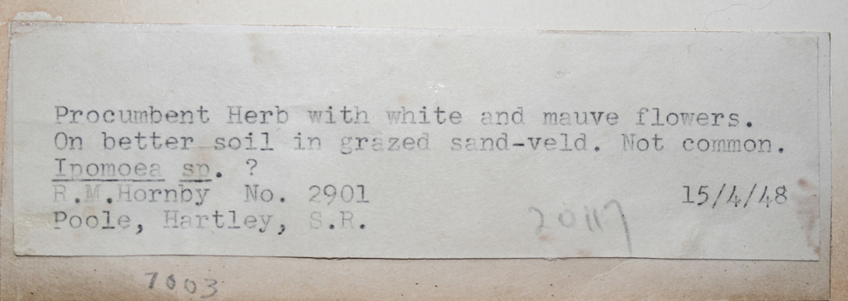 Ipomoea crepidiformis var. minor