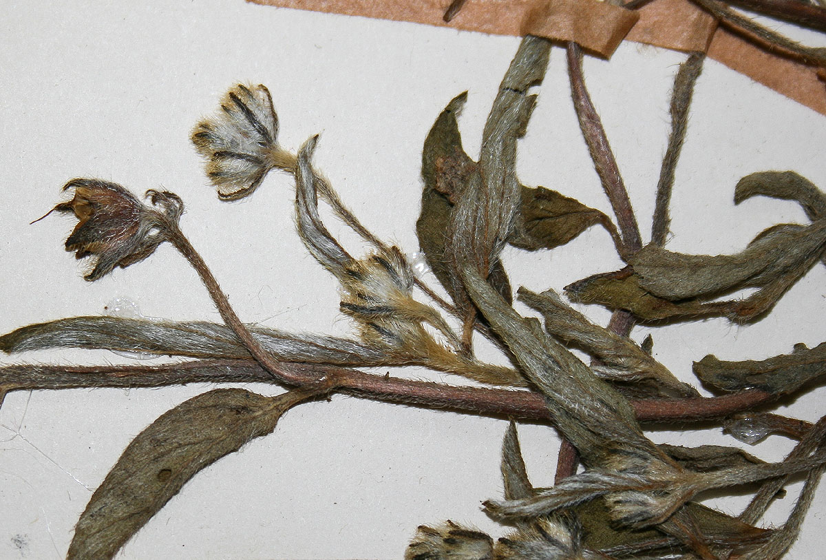 Ipomoea crepidiformis var. minor