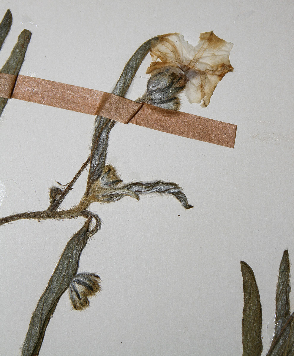 Ipomoea crepidiformis var. minor