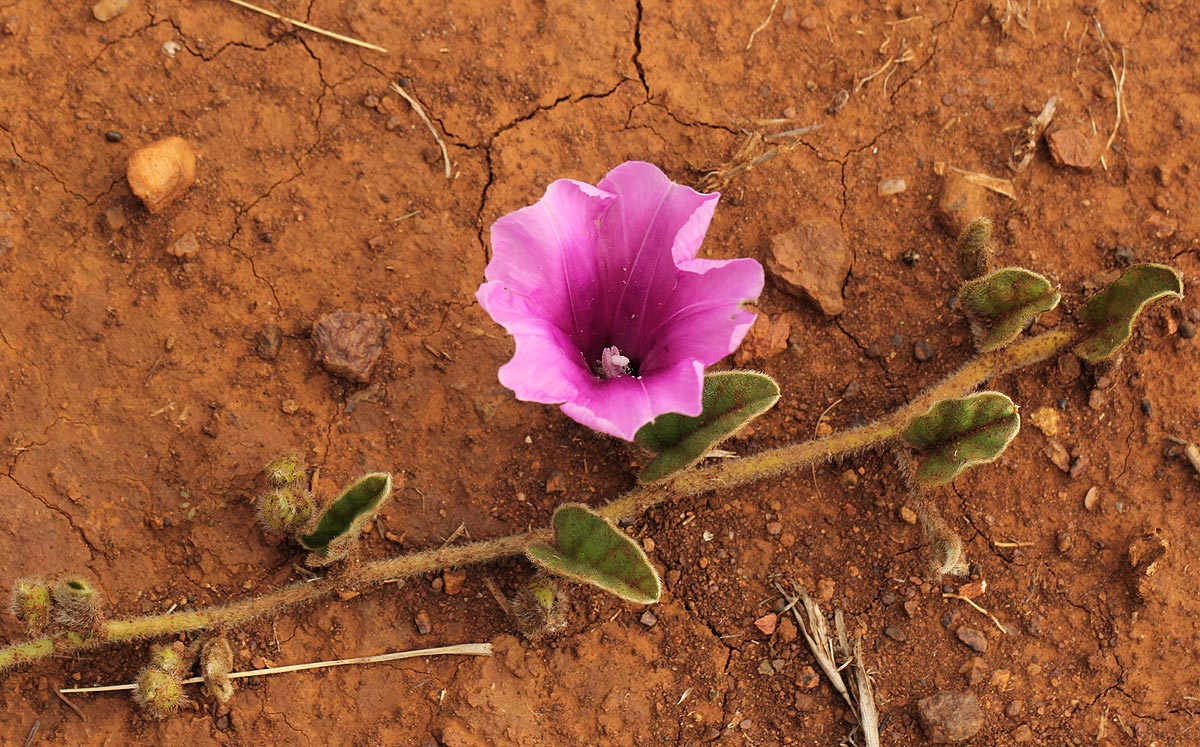 Ipomoea fulvicaulis var. fulvicaulis