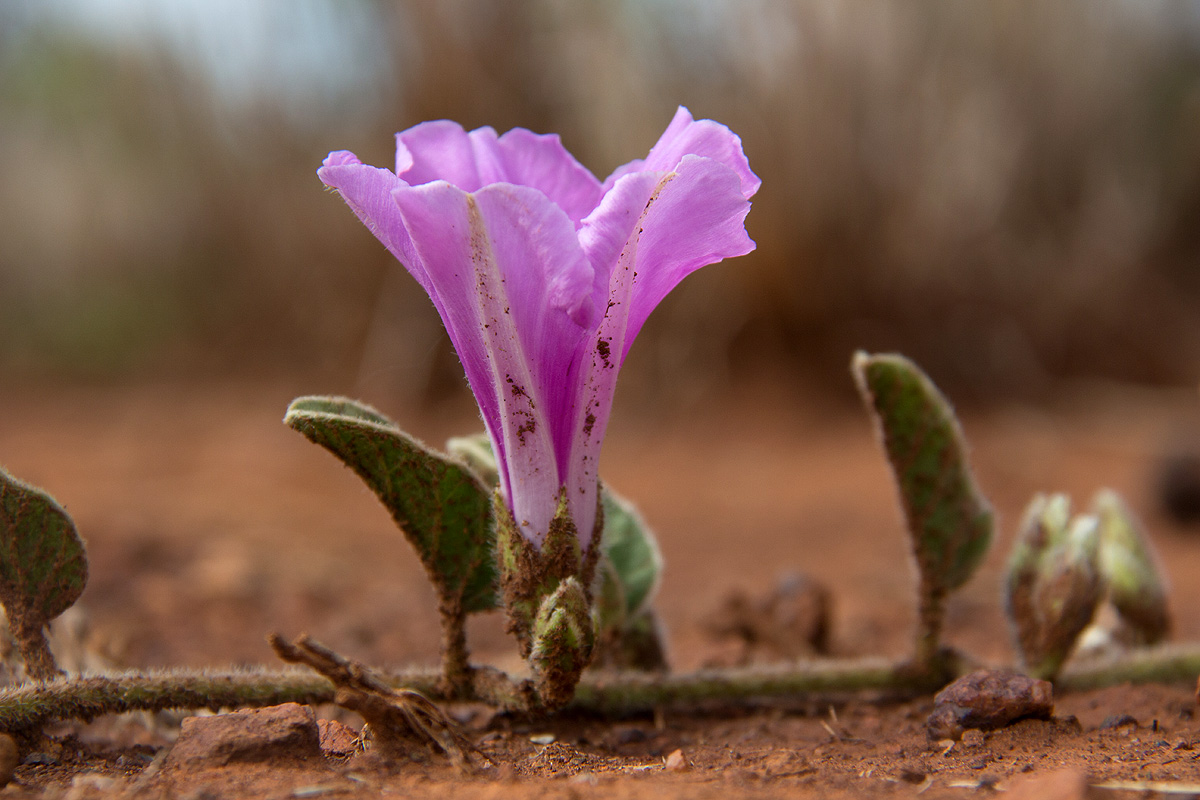 Ipomoea fulvicaulis var. fulvicaulis Ipomoea fulvicaulis var. fulvicaulis