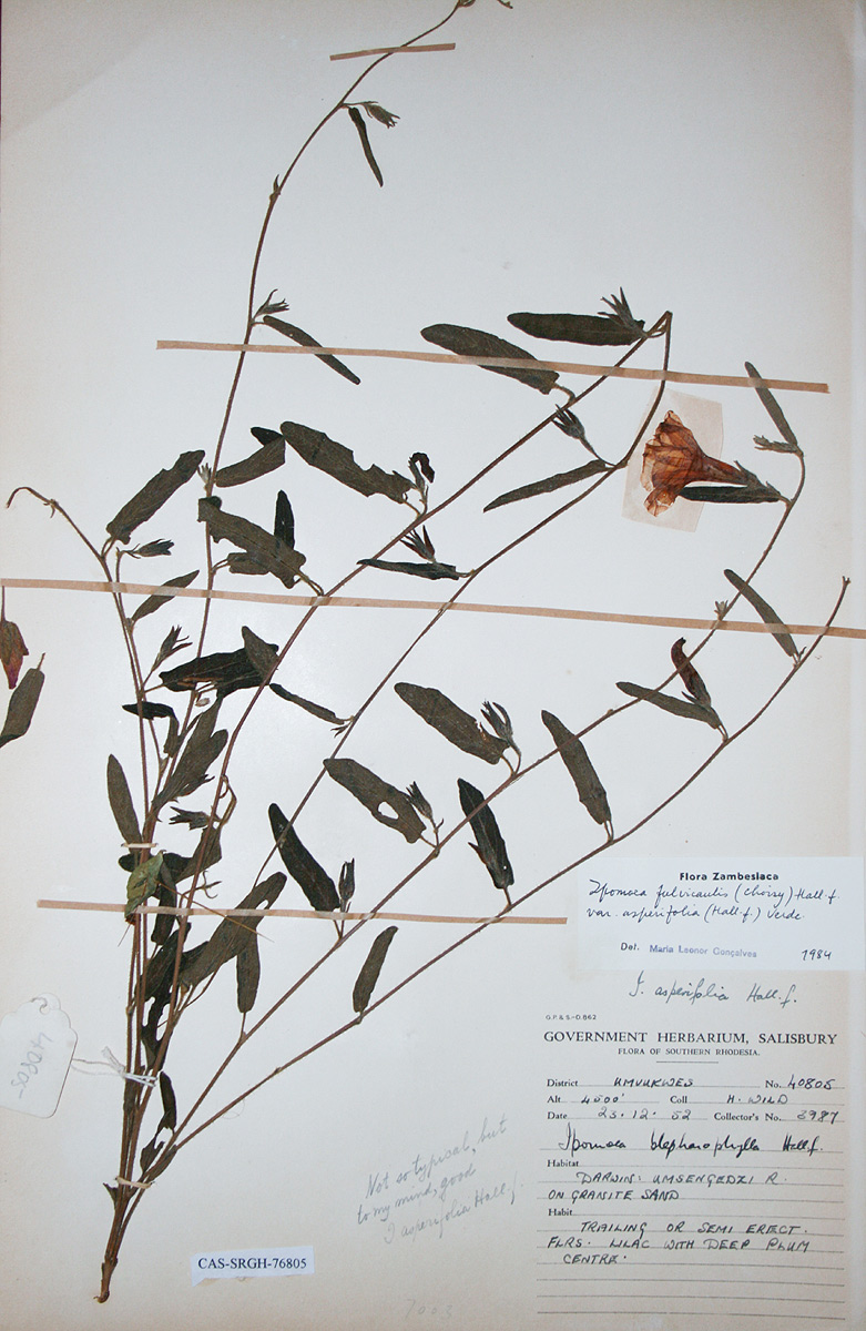 Ipomoea fulvicaulis var. asperifolia