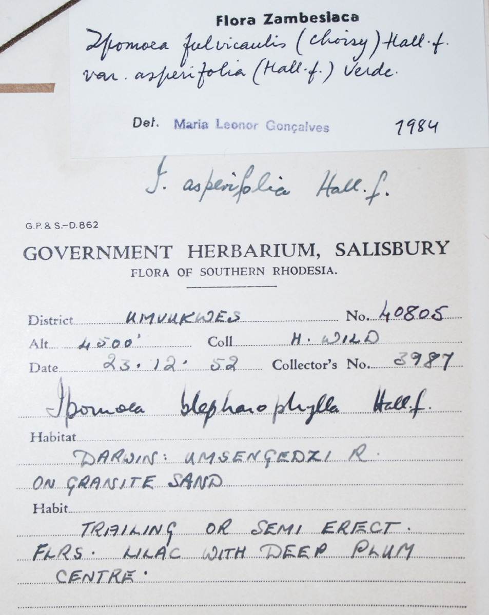 Ipomoea fulvicaulis var. asperifolia