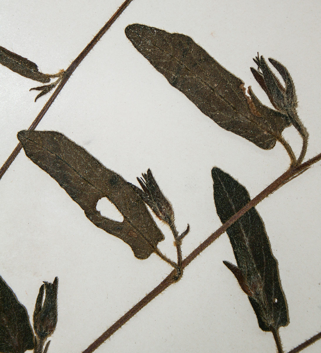 Ipomoea fulvicaulis var. asperifolia