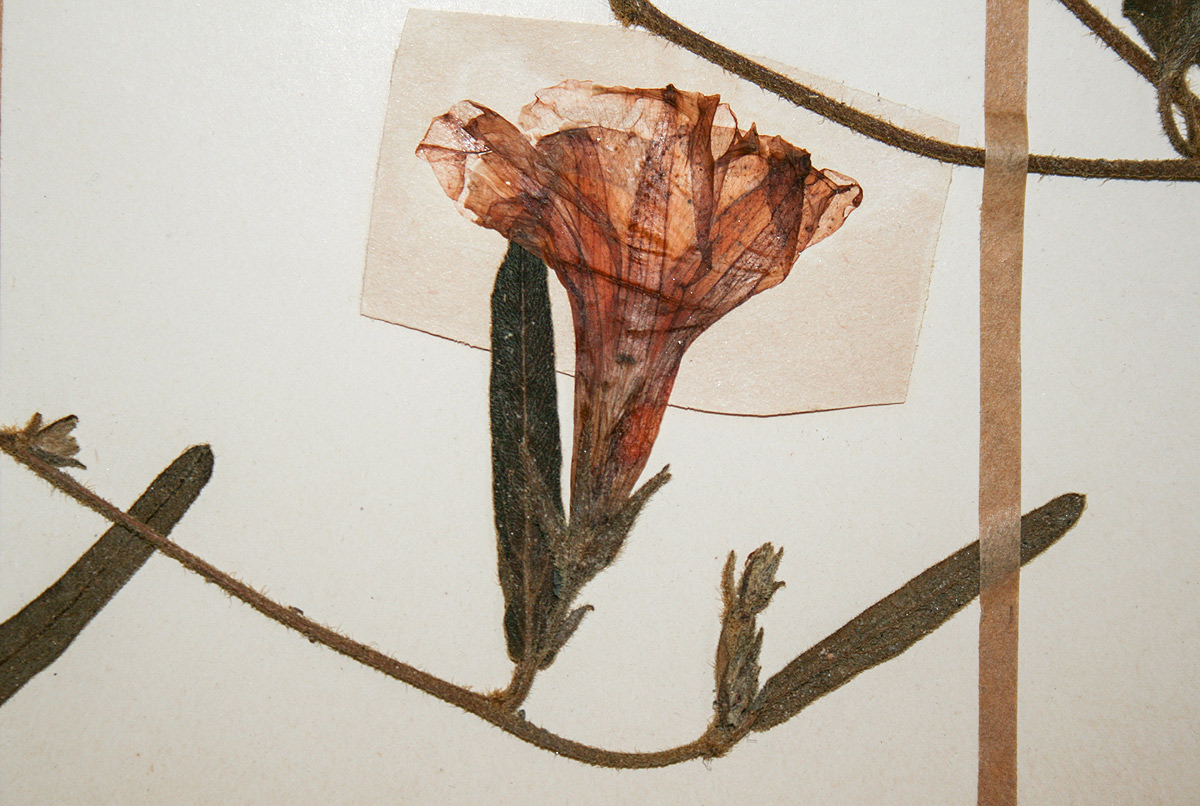 Ipomoea fulvicaulis var. asperifolia