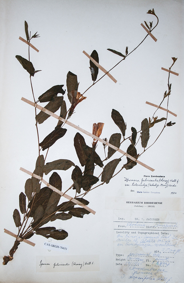 Ipomoea fulvicaulis var. heterocalyx