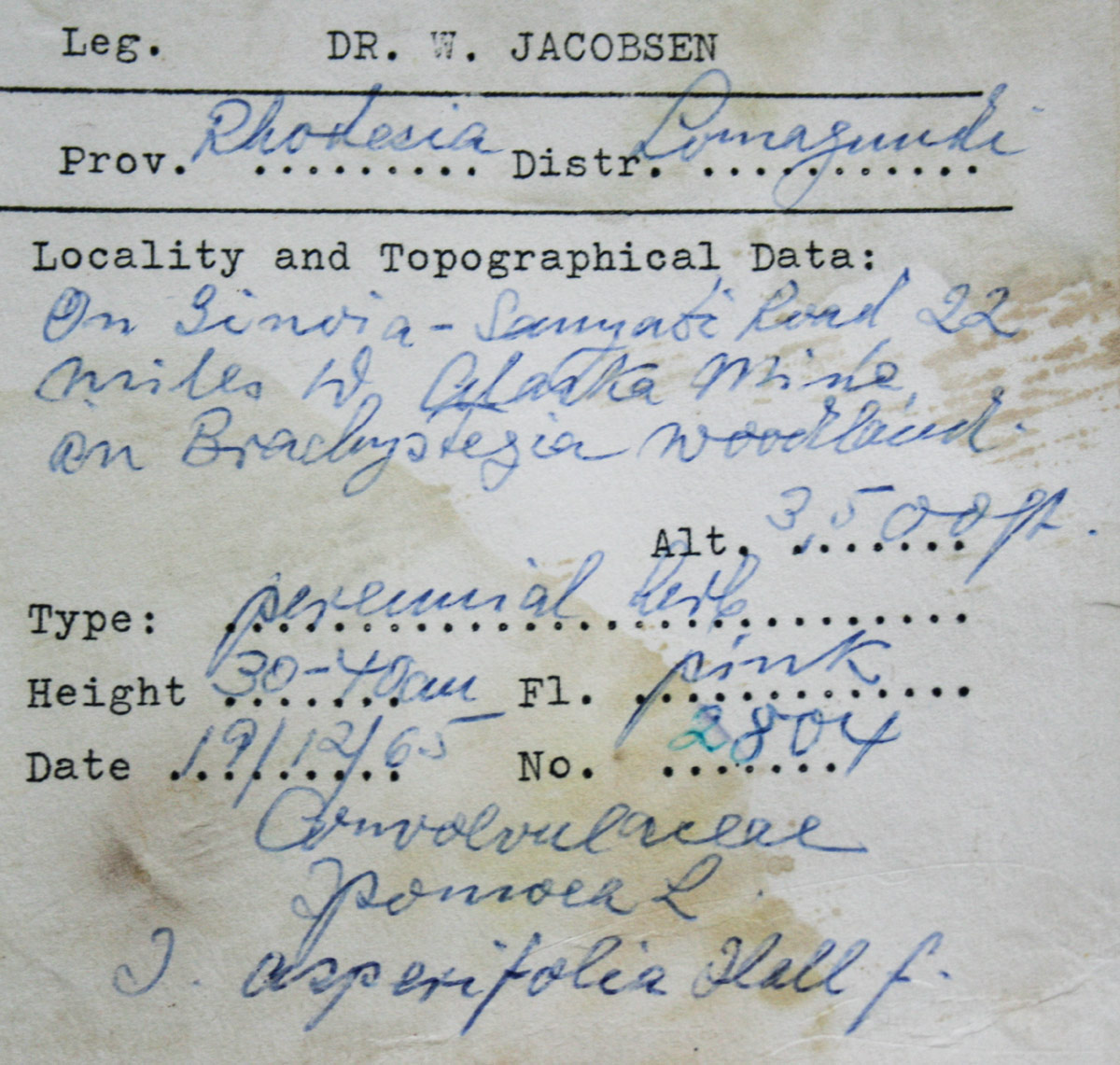 Ipomoea fulvicaulis var. heterocalyx