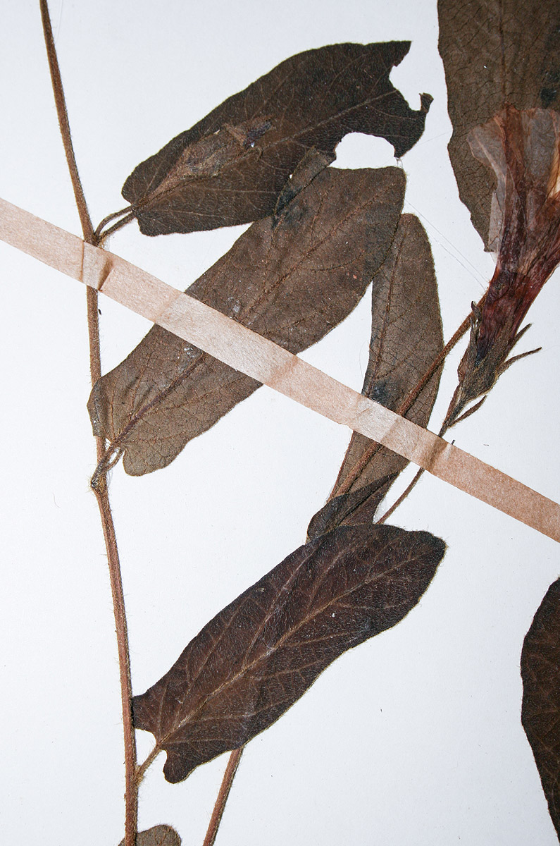 Ipomoea fulvicaulis var. heterocalyx