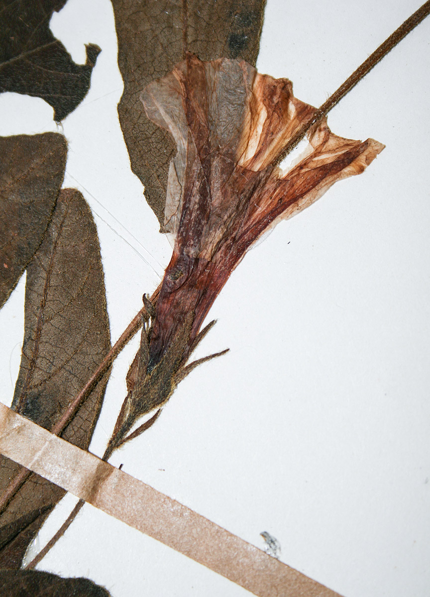 Ipomoea fulvicaulis var. heterocalyx