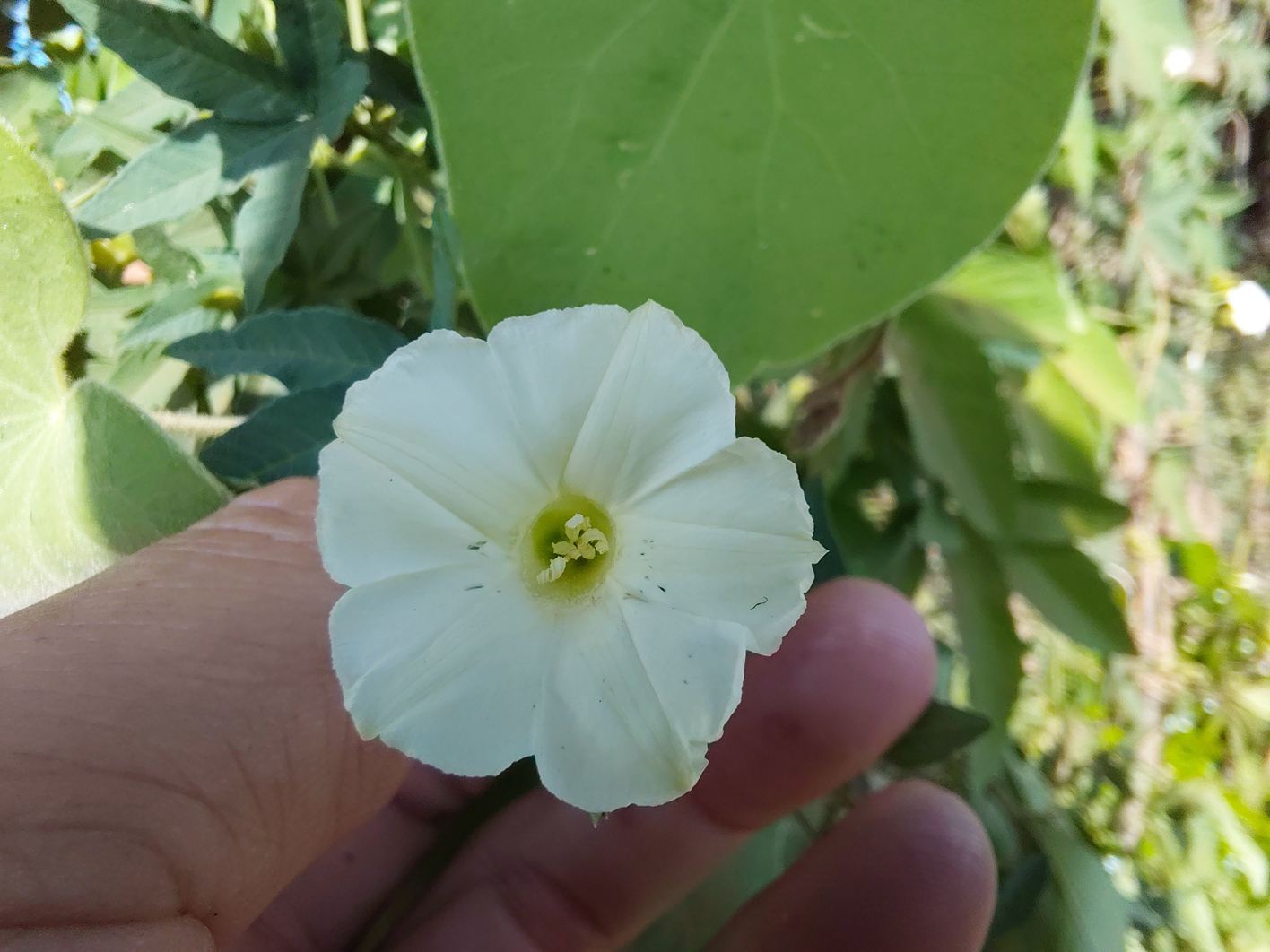 Ipomoea hochstetteri Ipomoea hochstetteri