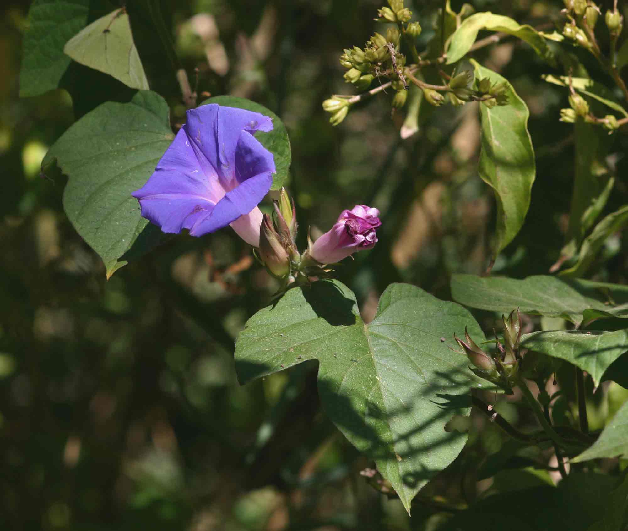 Ipomoea indica var. acuminata