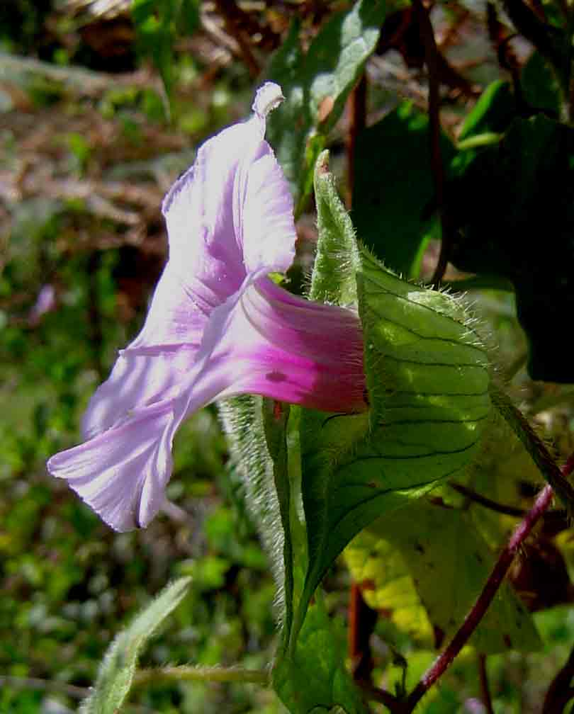Ipomoea involucrata Ipomoea involucrata