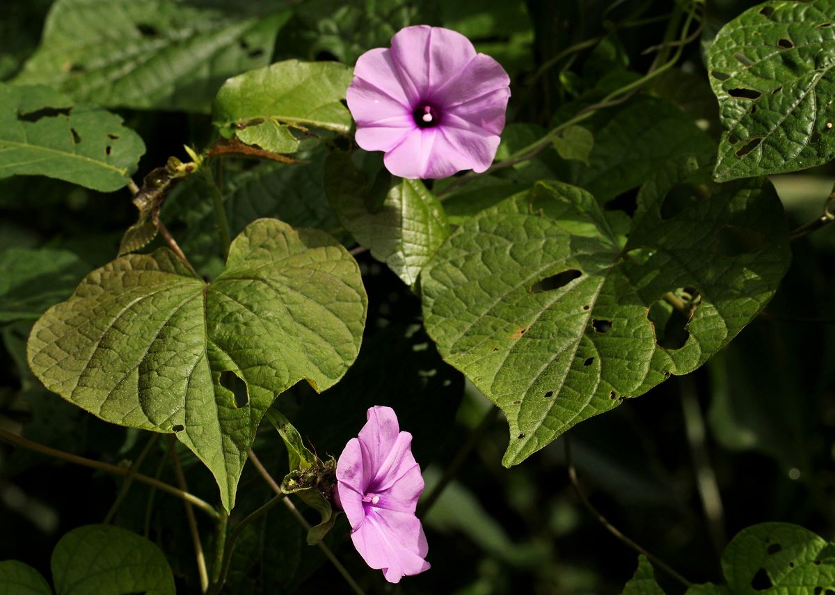 Ipomoea involucrata Ipomoea involucrata